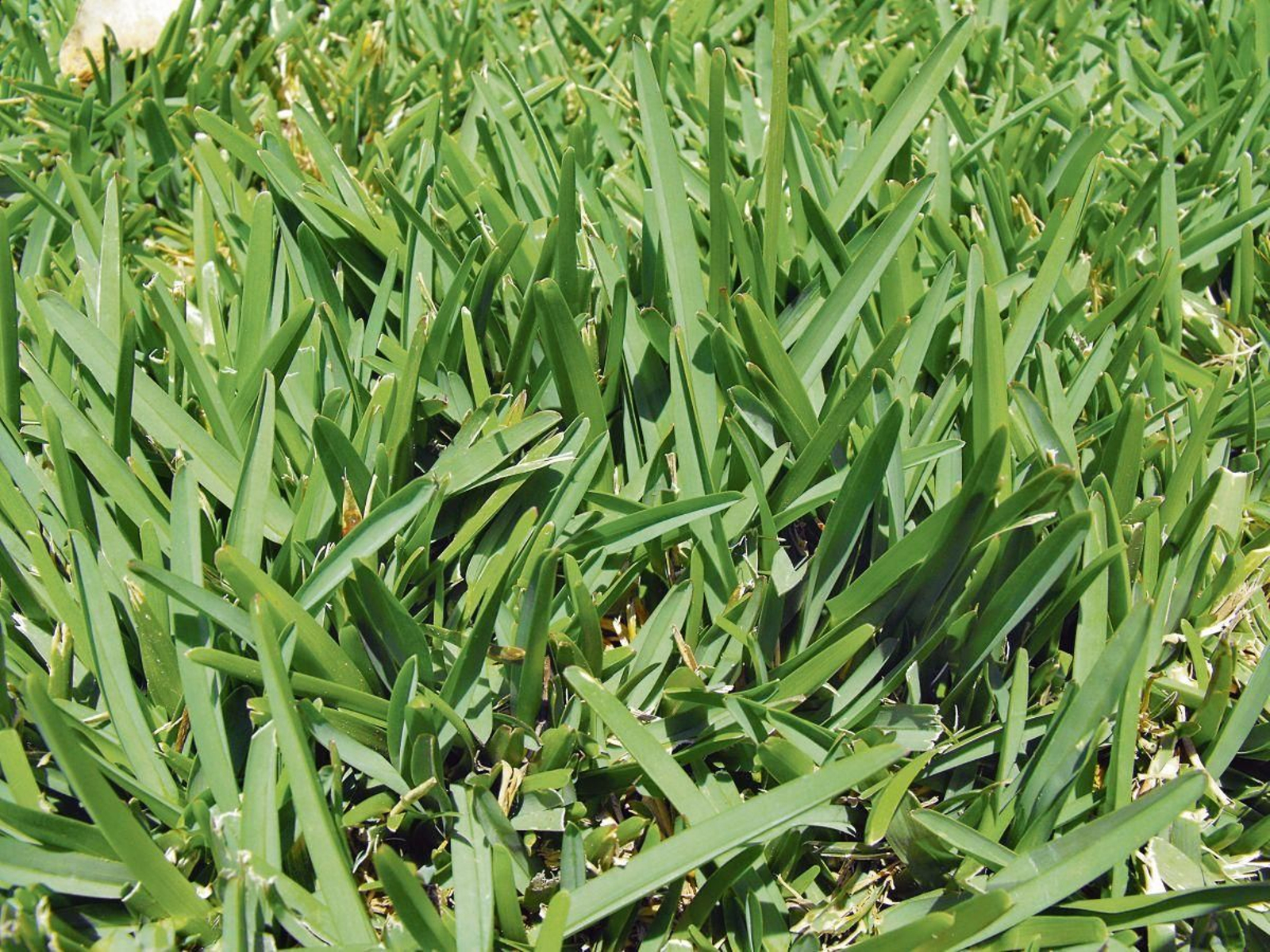 Ejemplar de Stenotaphrum secundatum.