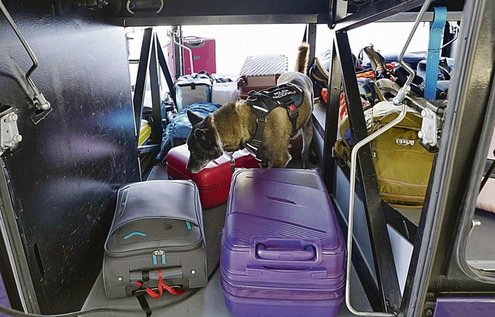 La hembra de 10 años olisquea las maletas del autobús hacia el aeropuerto de Santiago.