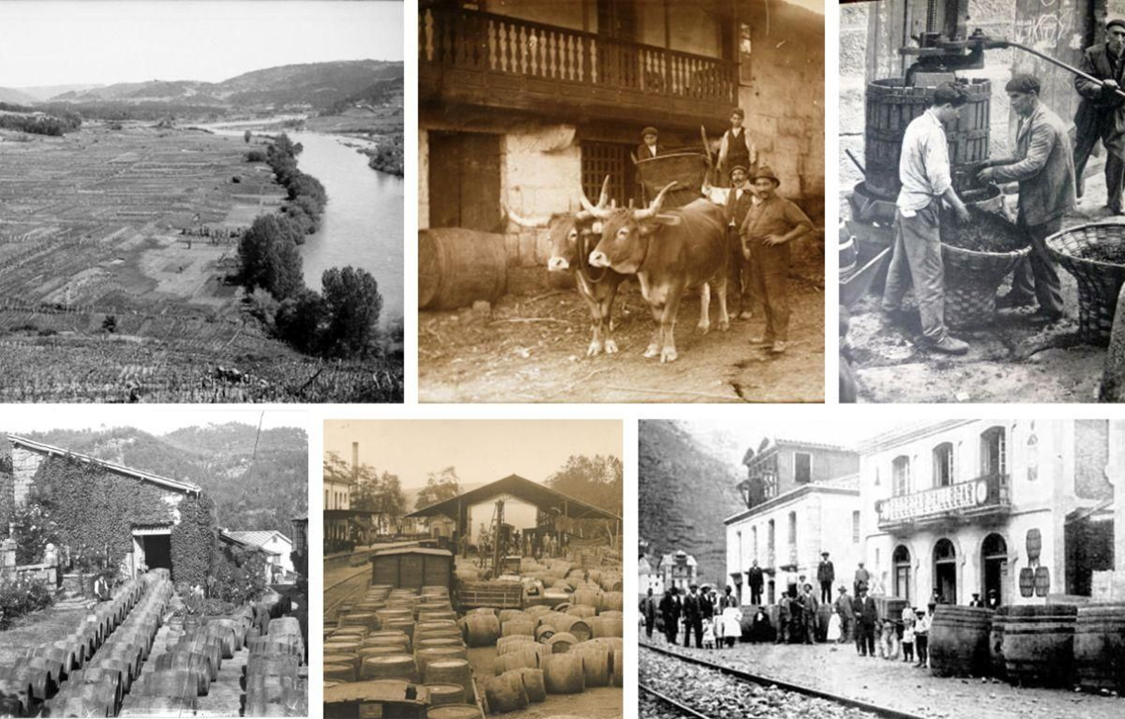 Distintas escenas da produción e comercialización do viño do Ribeiro en imaxes do Museo Galego do Viño e outras.