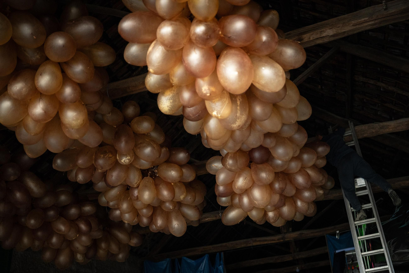 Galería | Las vejigas hechas para las pantallas del entroido rural