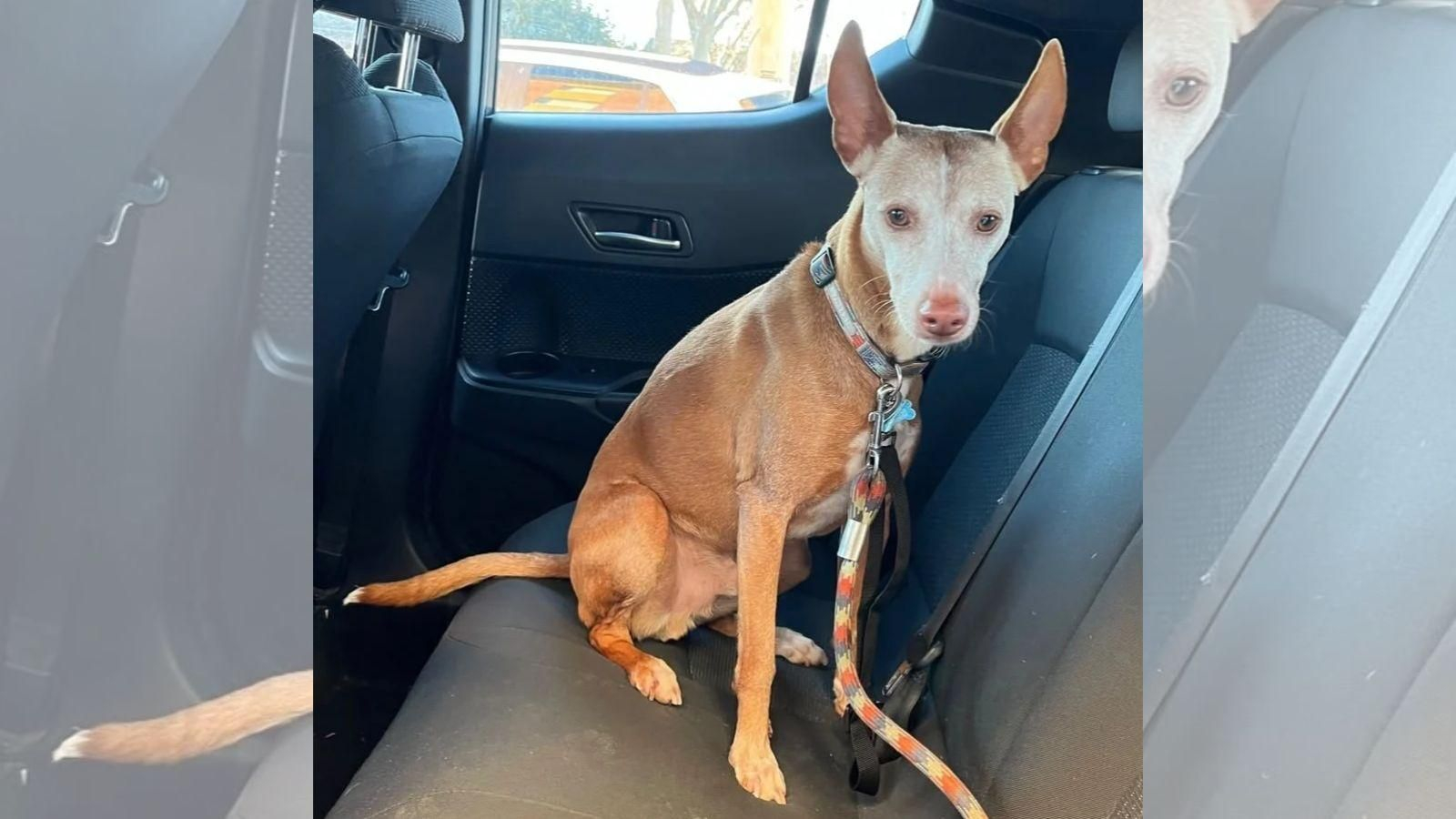 Blau, un podenco de nueve años, desapareció el pasado 3 de abril en Vilarmel, en el municipio lucense de Quiroga.
