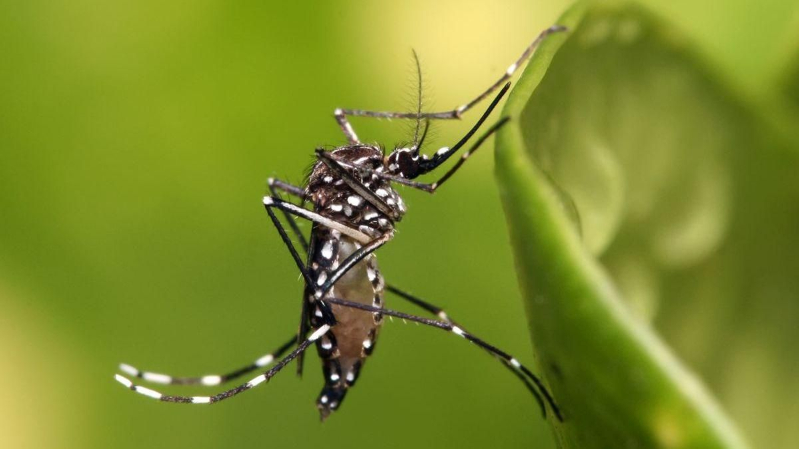 Día mundial del mosquito