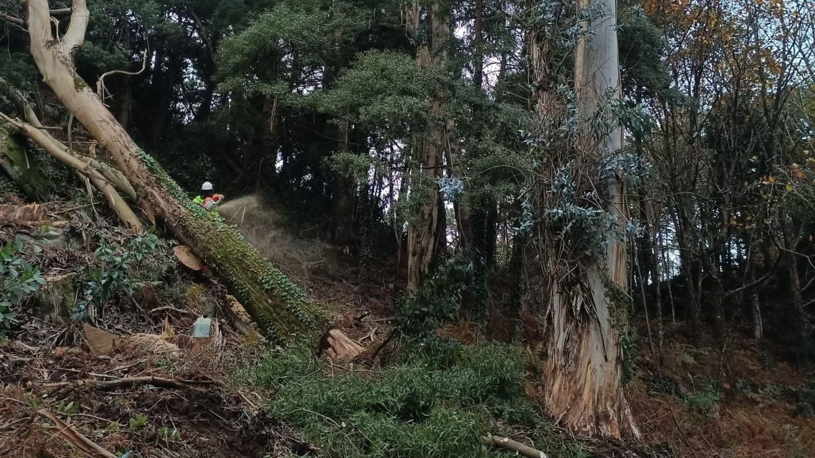 El Parque Nacional está realizando tareas de tala pero también de repoblar con especies autóctonas.