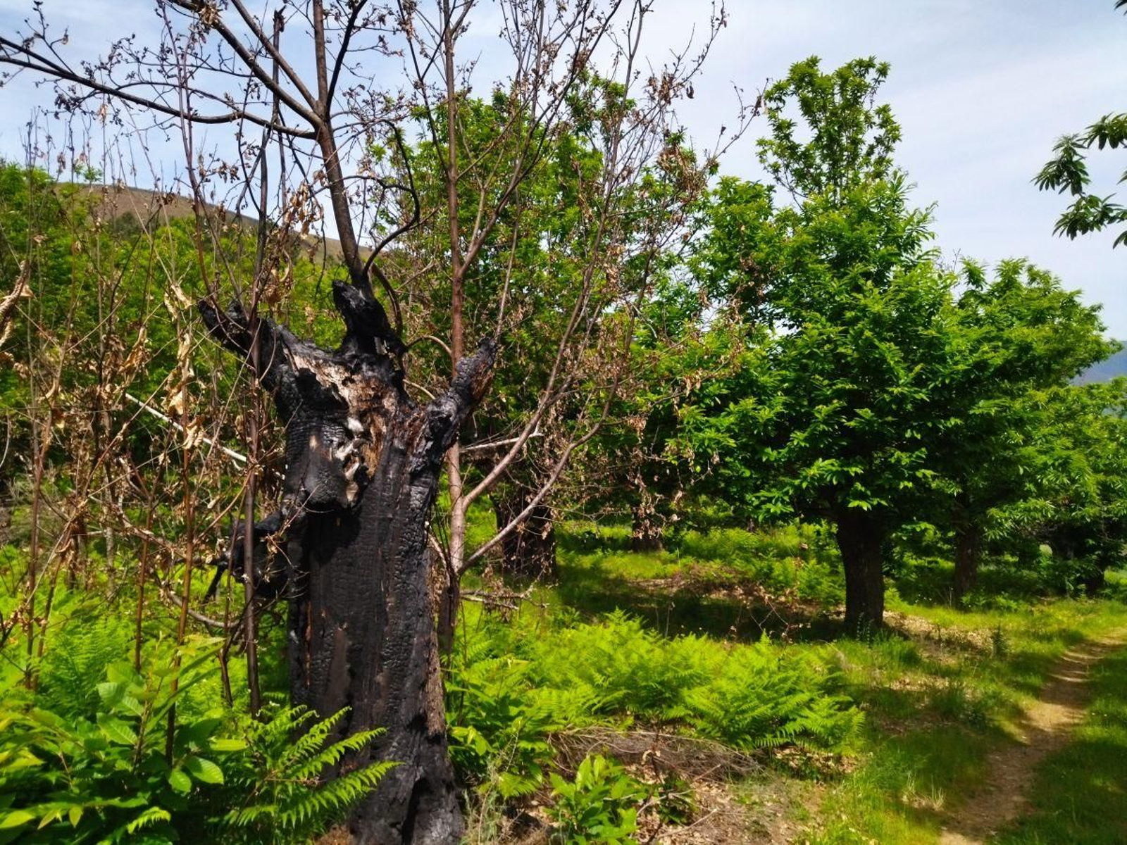 Ejemplares de castaños destruidos y dañados por el fuego de julio de 2022 en O Barco.