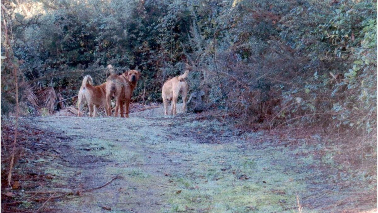 Manada de perros asilvestrados en Carballiño