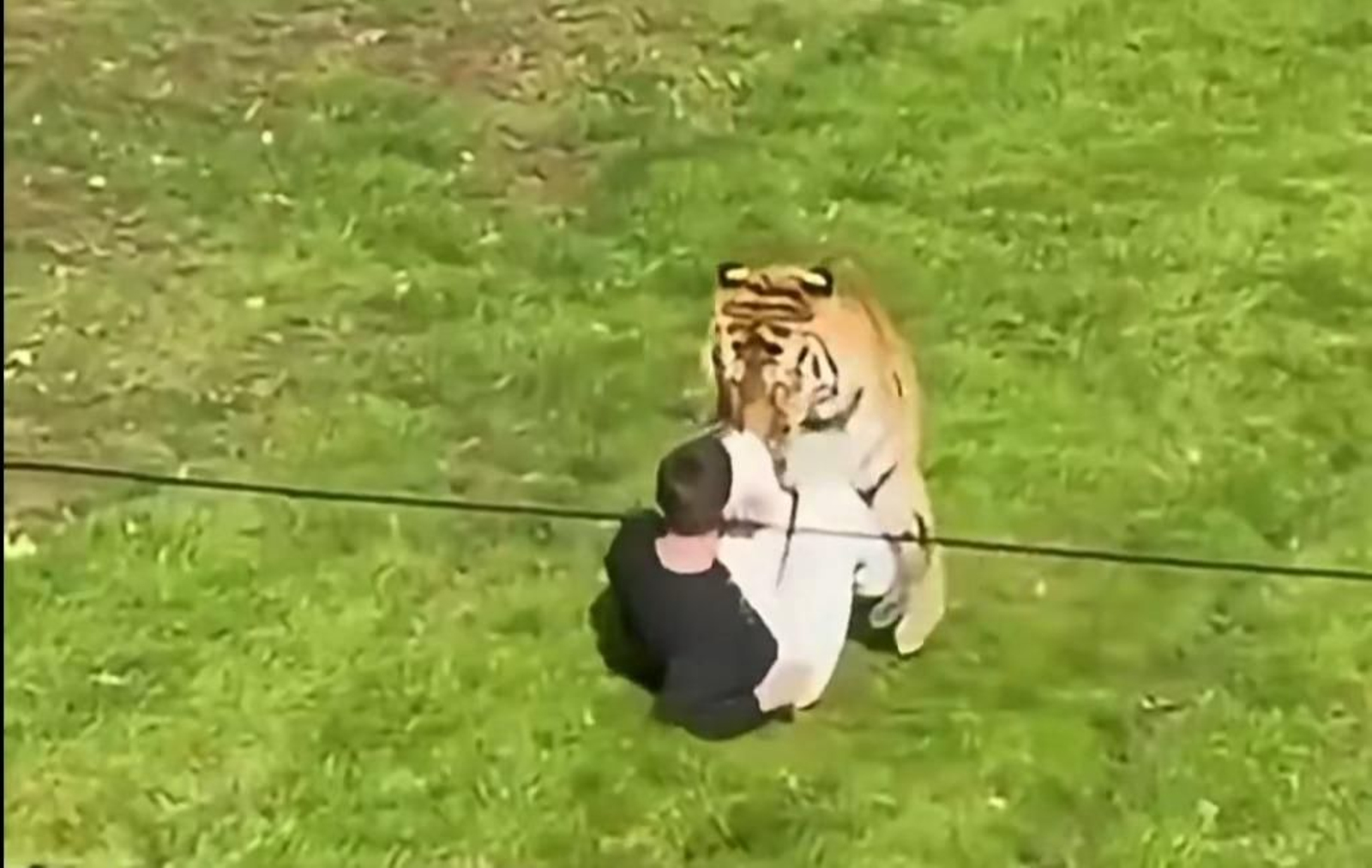 Instantes donde el tigre tiene atrapado al hombre.