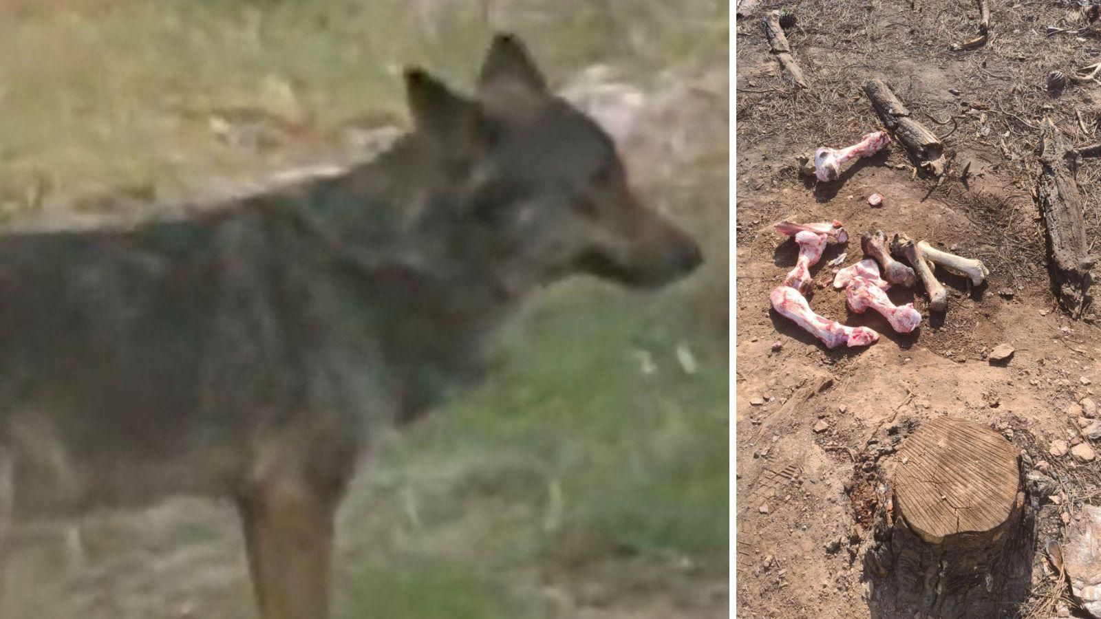 Uno de los lobos avistados cerca de Larouco y los huesos abandonados en las últimas horas para alimentar a estos animales.
