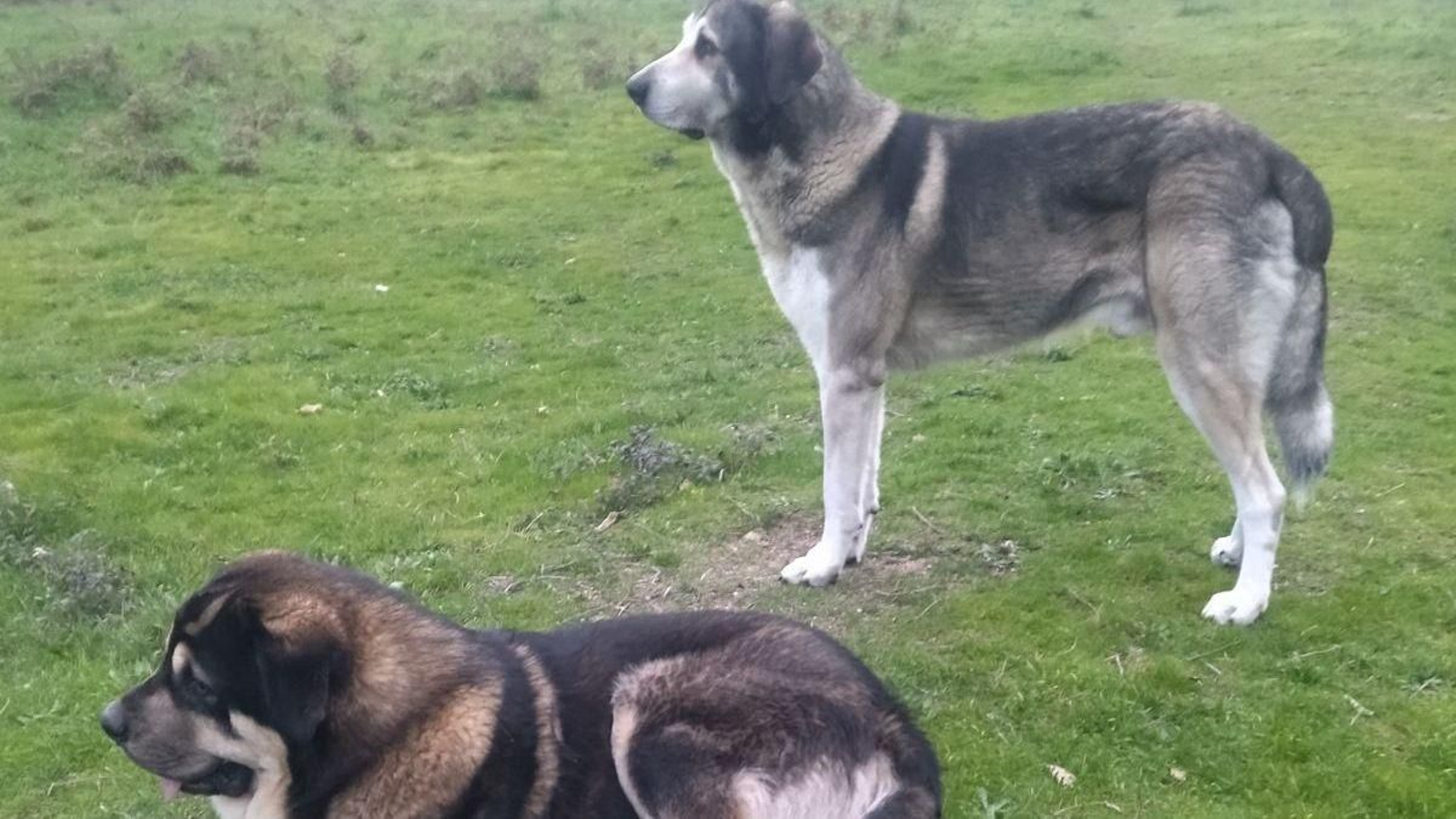 Tarzán y Sam.