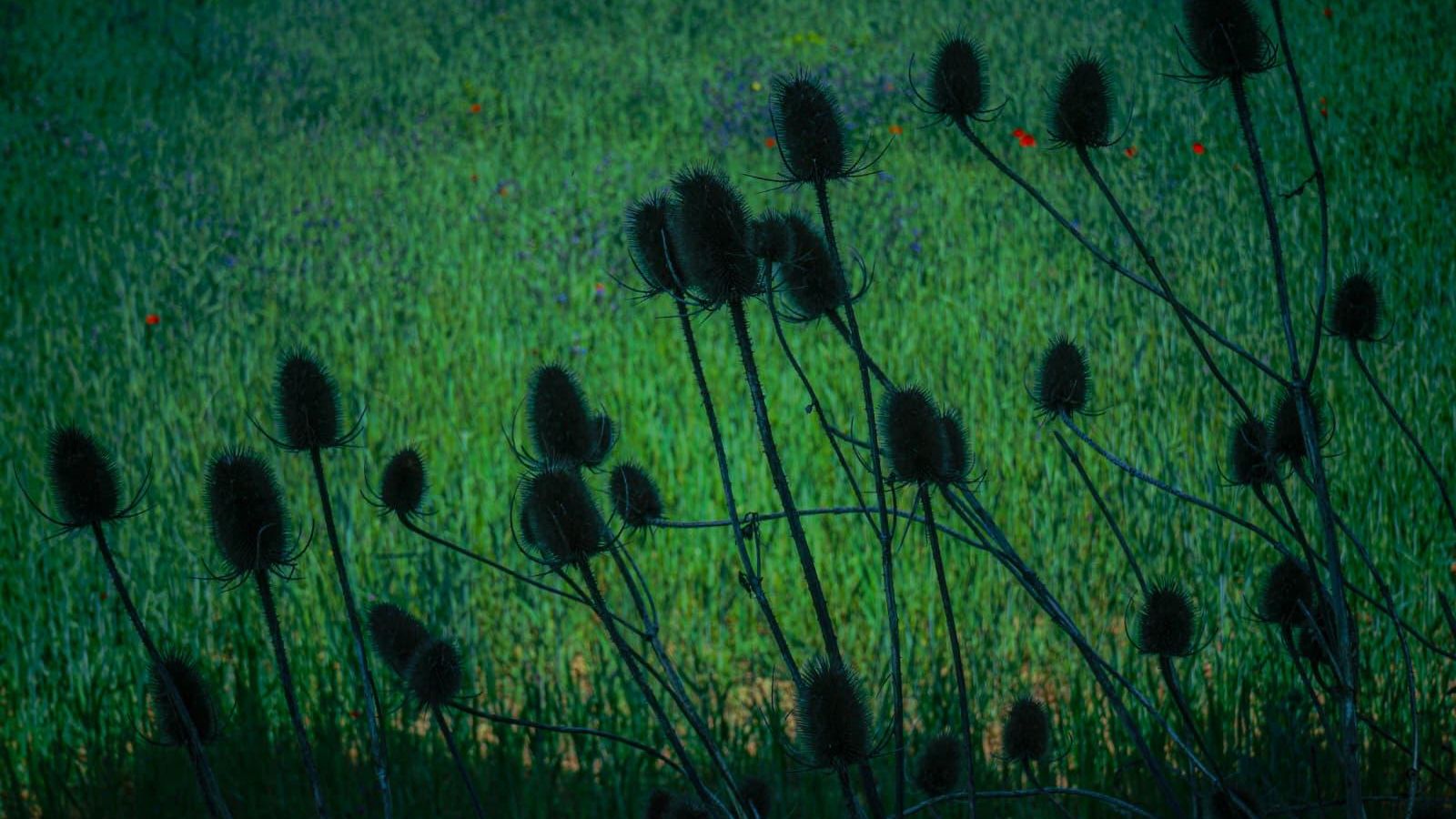 Las imágenes muestran la silueta de cardencha (Dipsacus fullonum) en un campo verde.