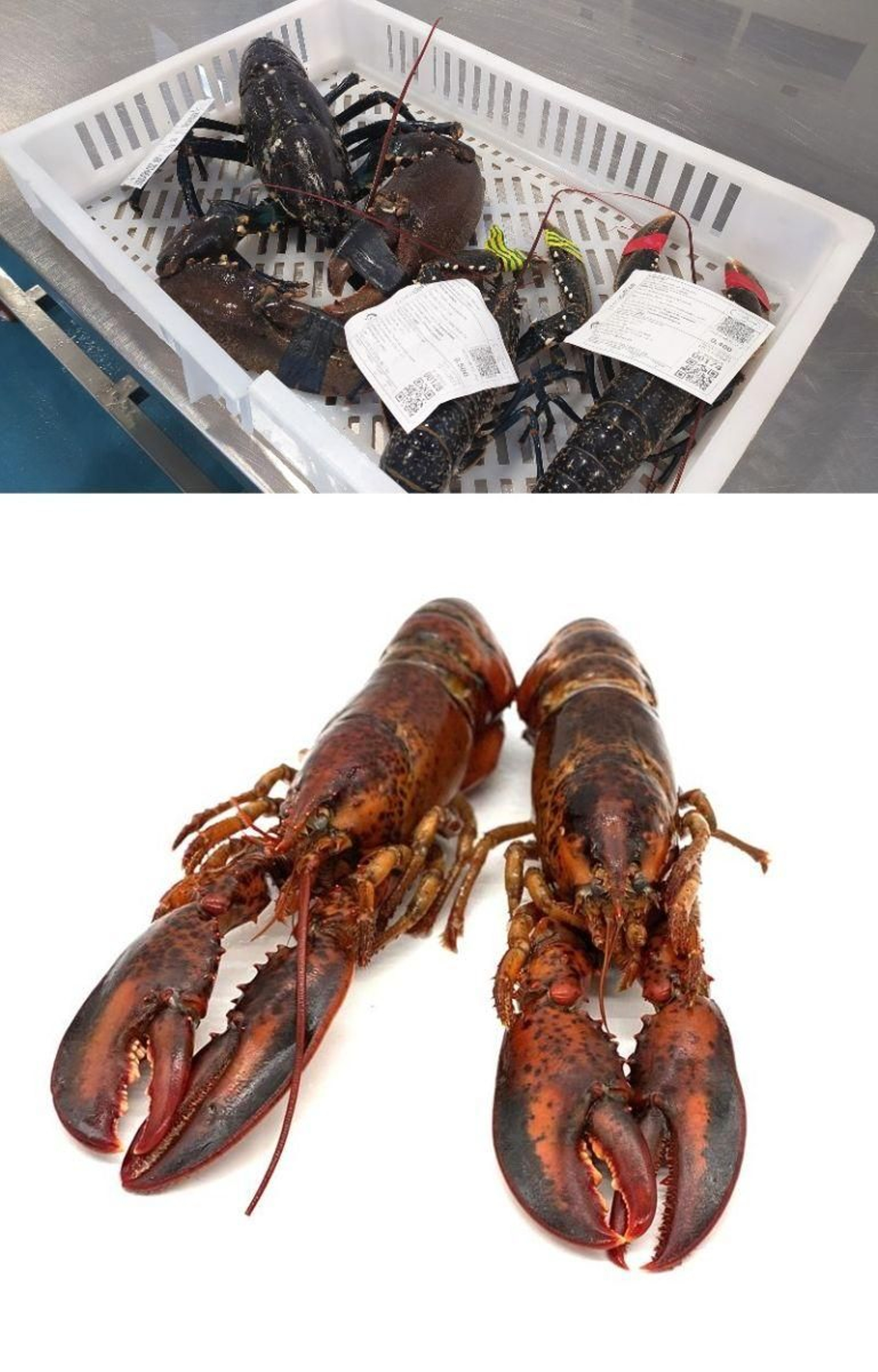 Bogavante europeo y americano se distinguen por el color.