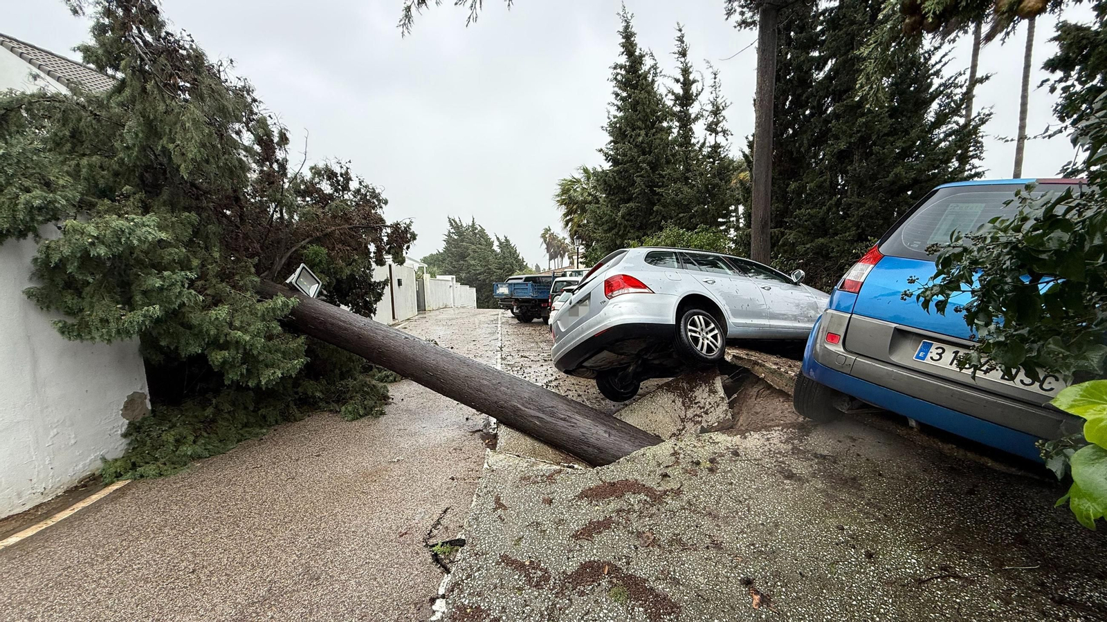 Imagen de un árbol caído y coches afectados tras el paso de la borrasca Leonardo, en la localidad gaditana de Los Barrios (Cádiz)