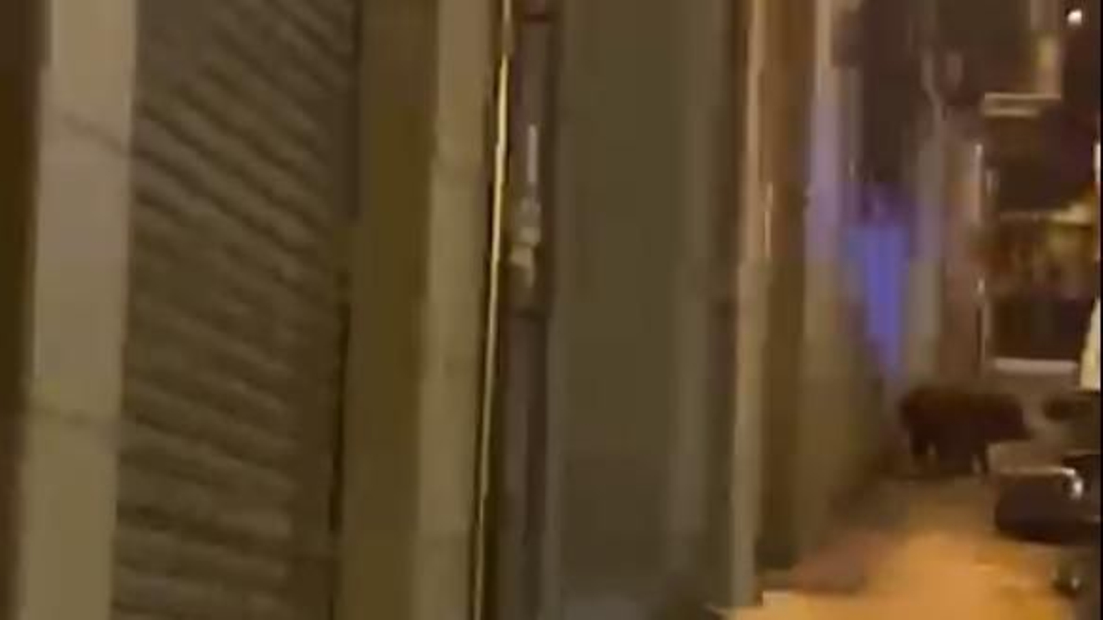 Un jabalí fue grabado este jueves recorriendo la calle Río Limia, en la ciudad ourensana.