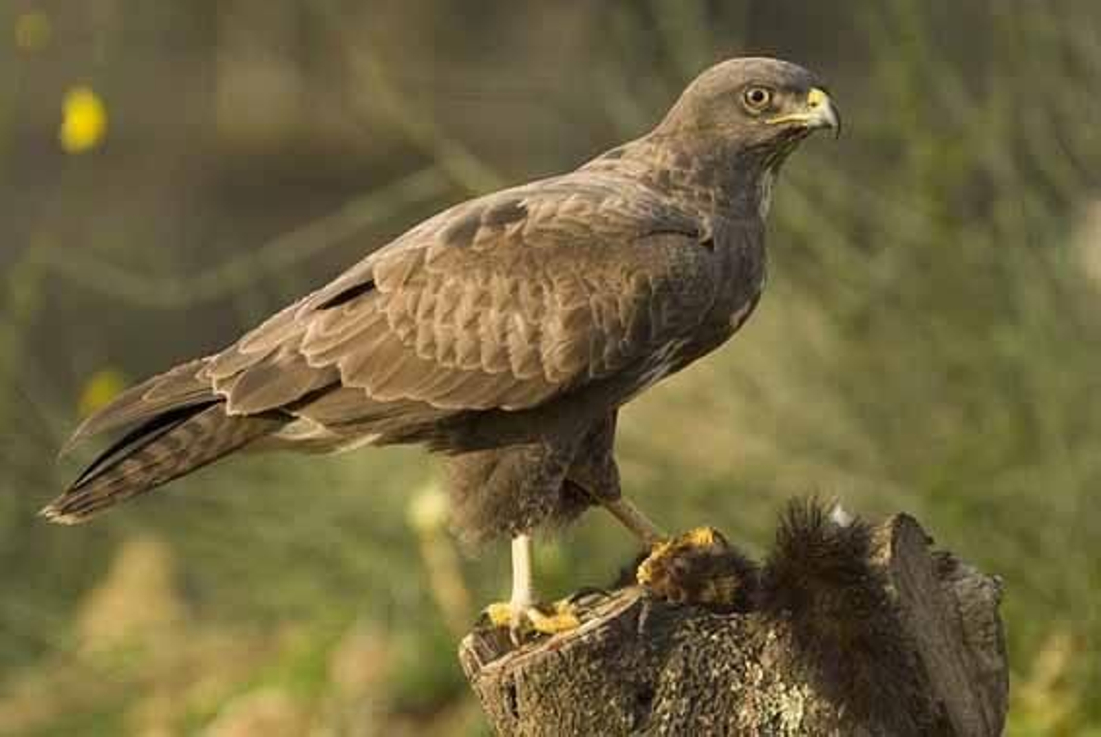 Un ejemplar de ratonero común localizado por el fotógrafo en la parroquia de Valadares.