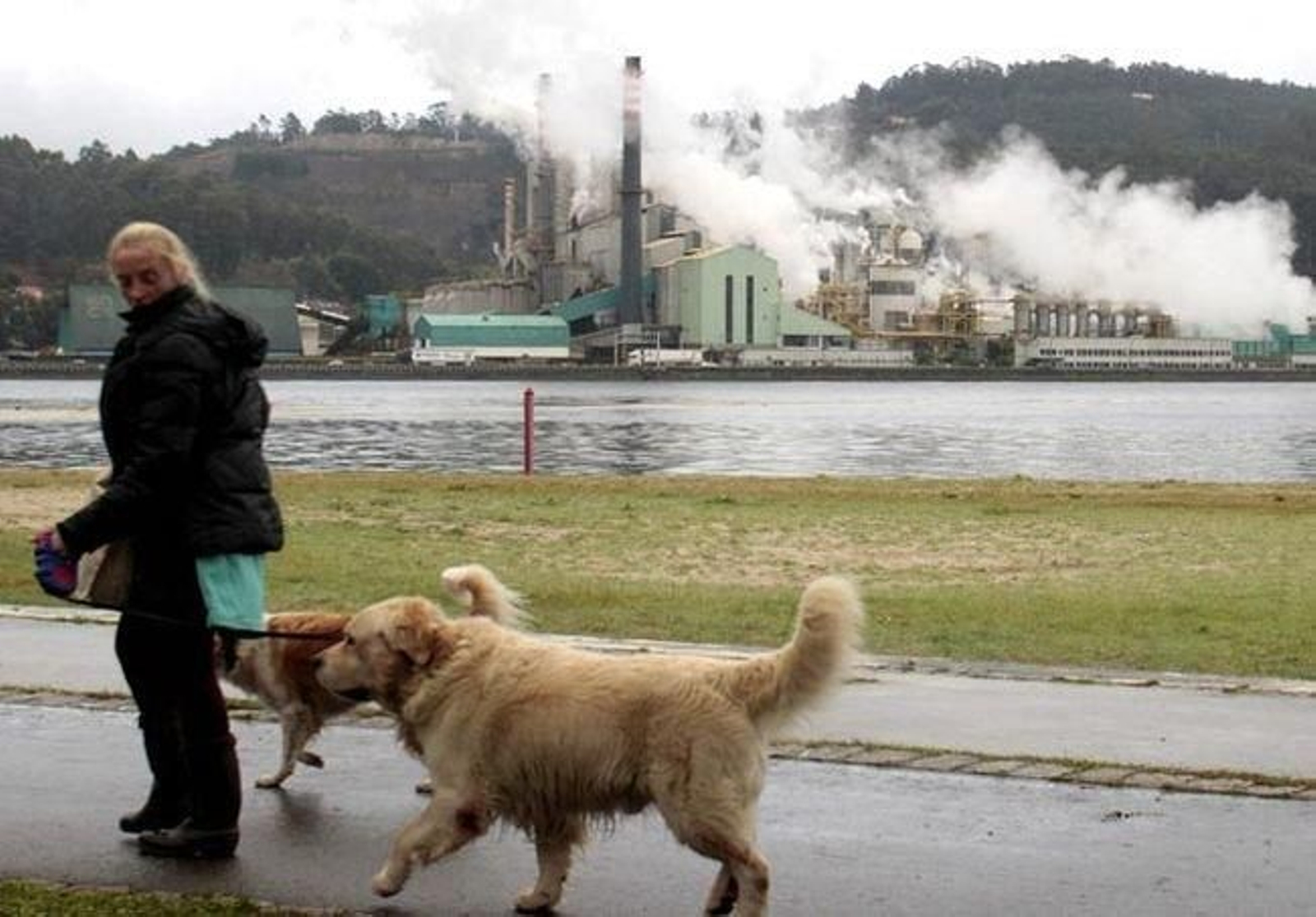 La planta de celulos que Ence posee en Louizán (Pontevedra).