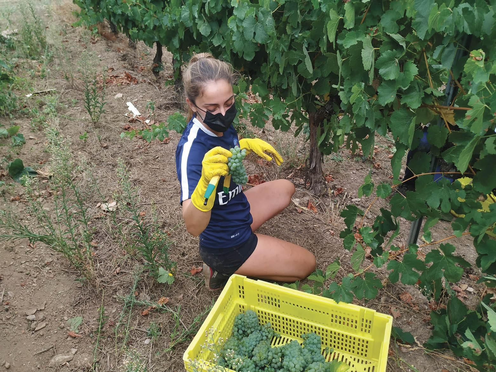 Una vendimiadora muestra un racimo de godello de Valdesil.