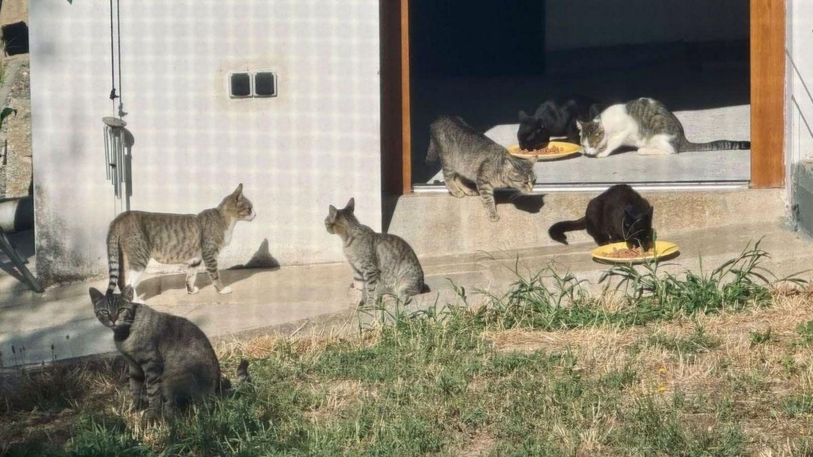 Gatos callejeros se alimentan de la comida que José Luis Rodríguez deja para sus mascotas.
