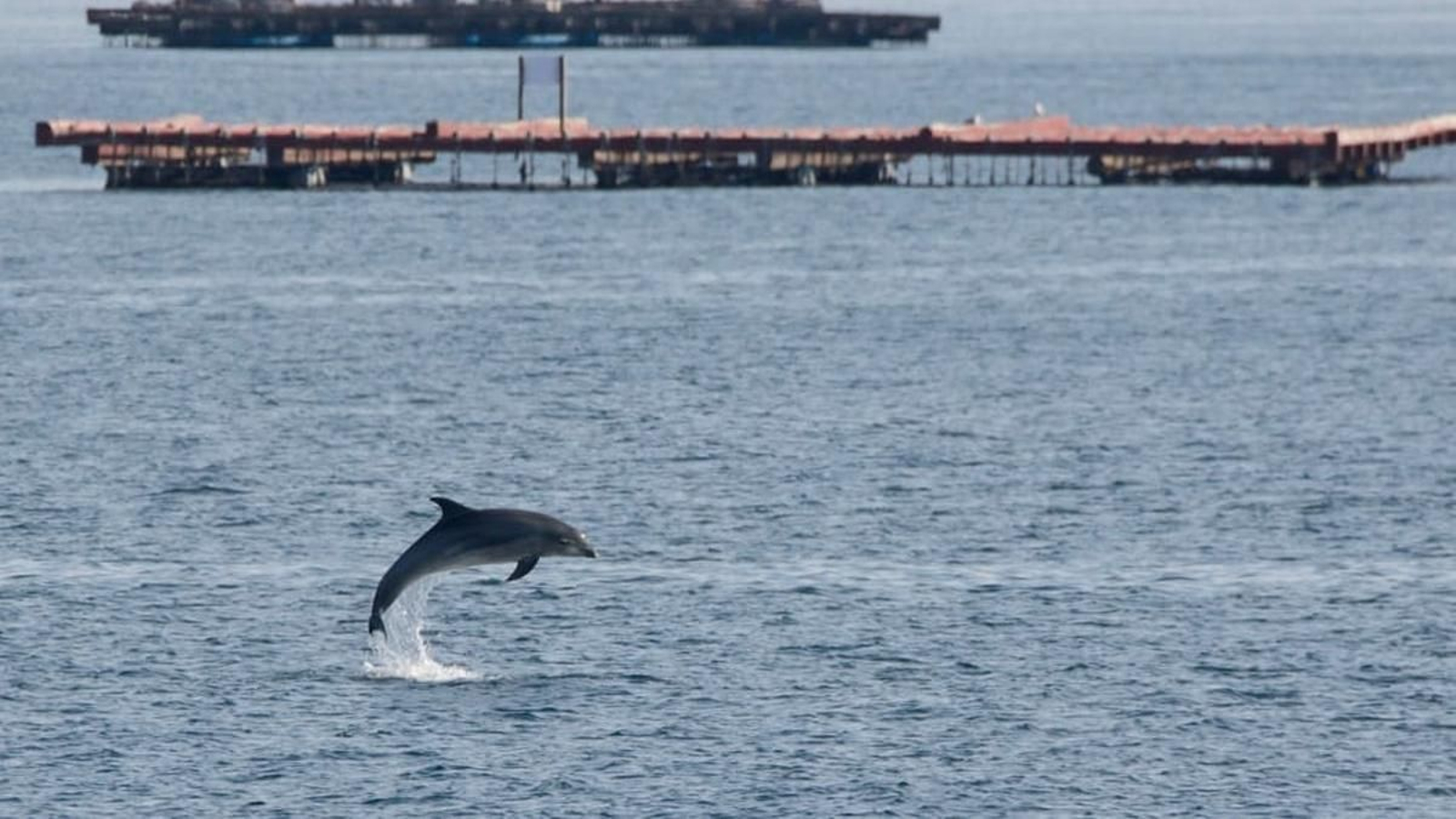 Los delfines viven todo el año en la Ría de Vigo, pero en verano se ven más porque hay más gente en la costa.