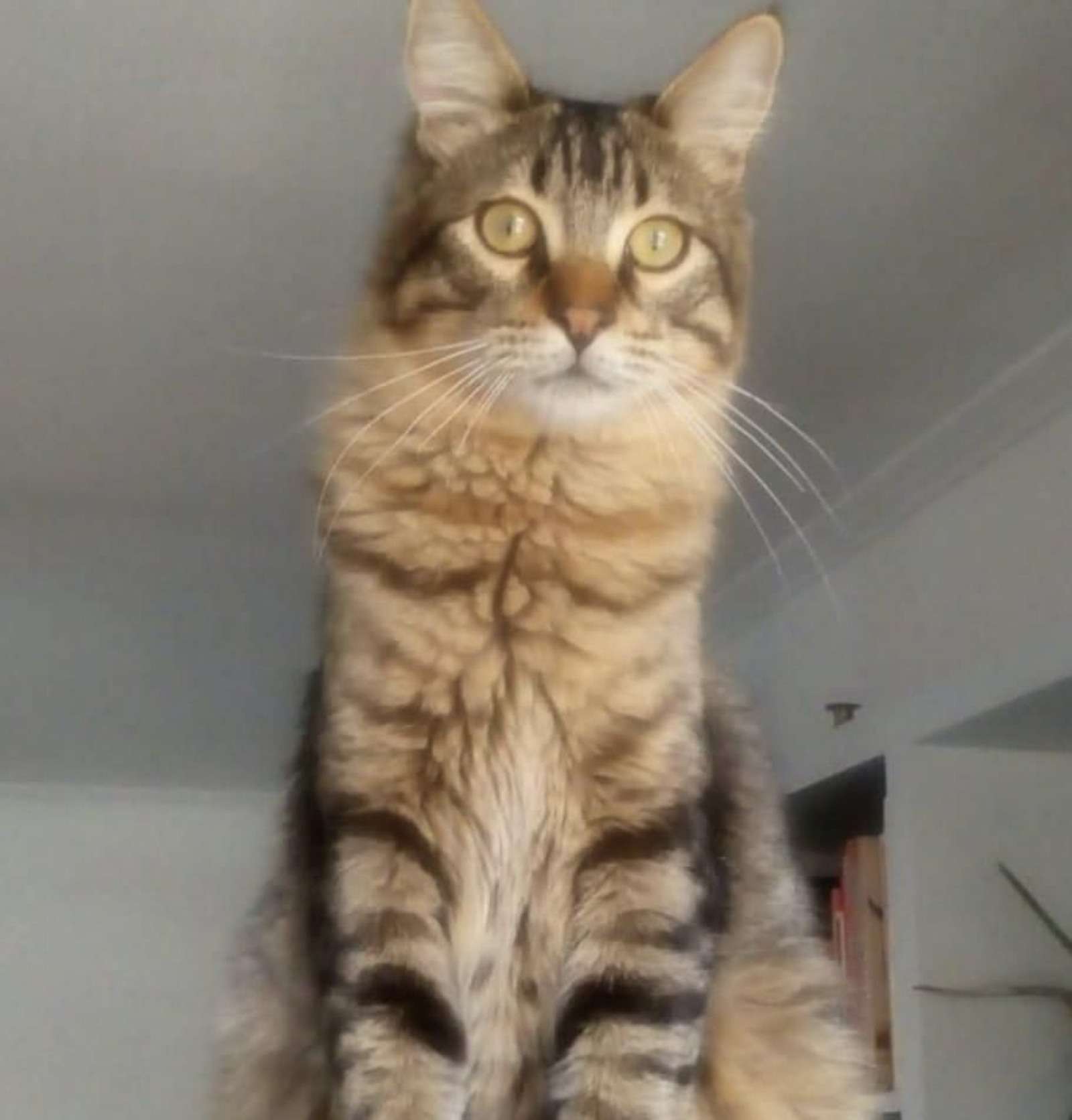 Simón