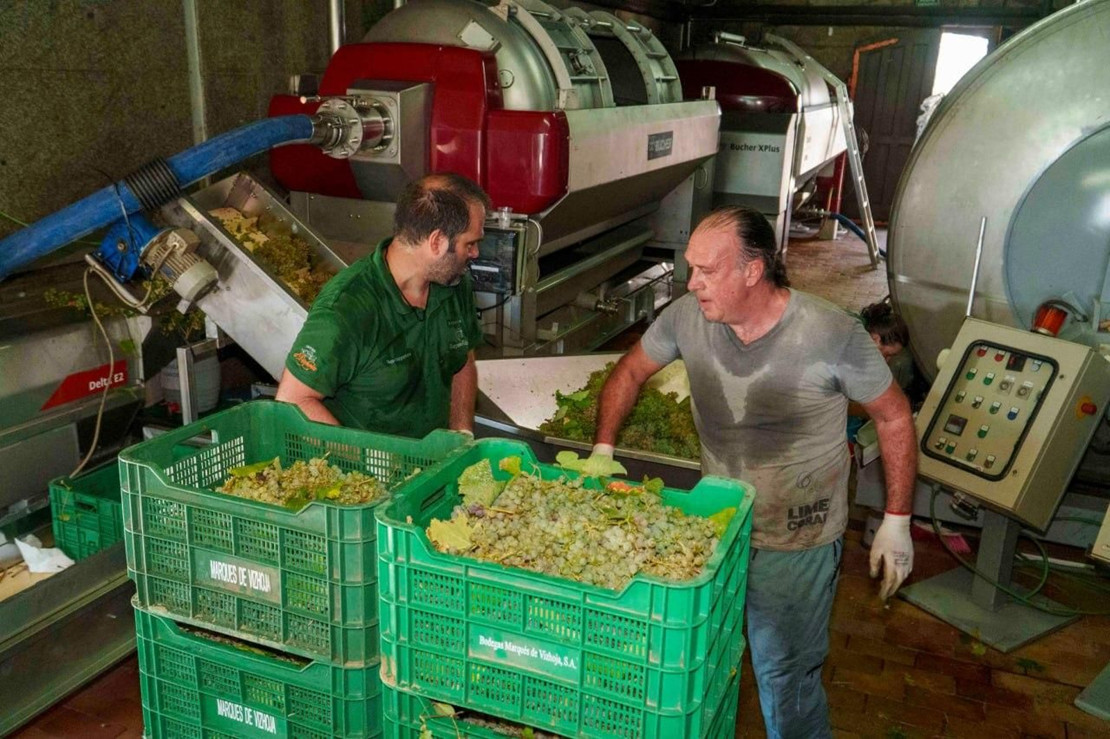 Galería | El calor adelanta la vendimia en las Rías Baixas