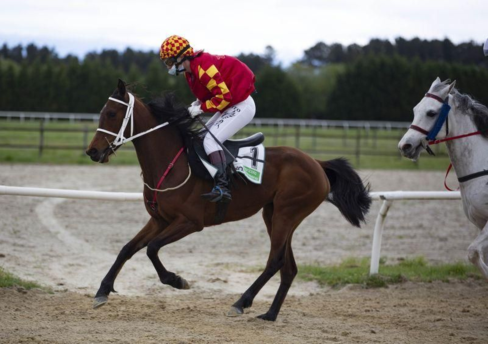 El hipódromo de Antela acogió la Copa Deputación de Hípica en modalidad de velocidad y trote en el hipódromo de Antela (Fotos: Xesús Fariñas)