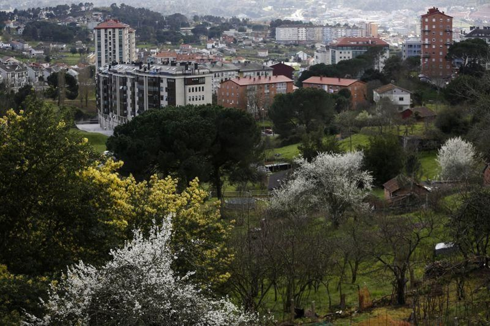 La primavera anticipada provoca la floración de árboles y cultivos // FOTO: XESÚS FARIÑAS