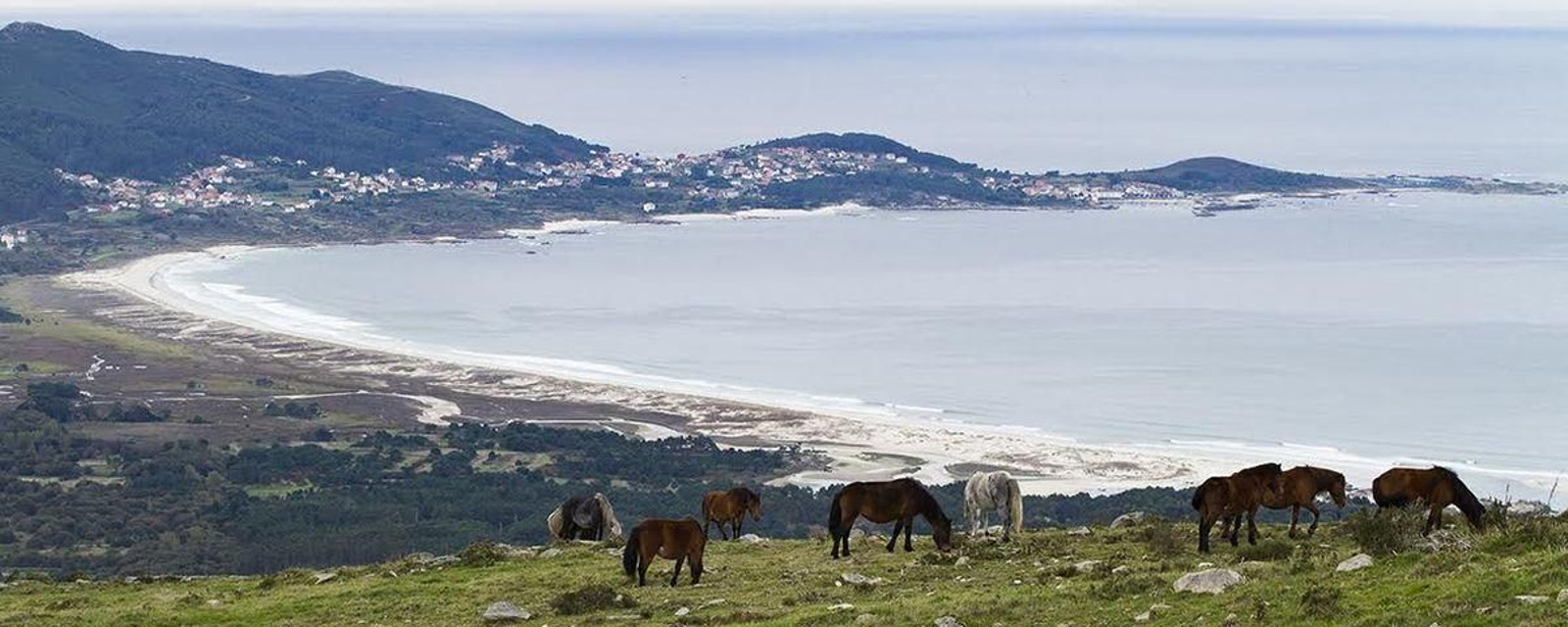Cabalos no monte diante da praia de Carnota.