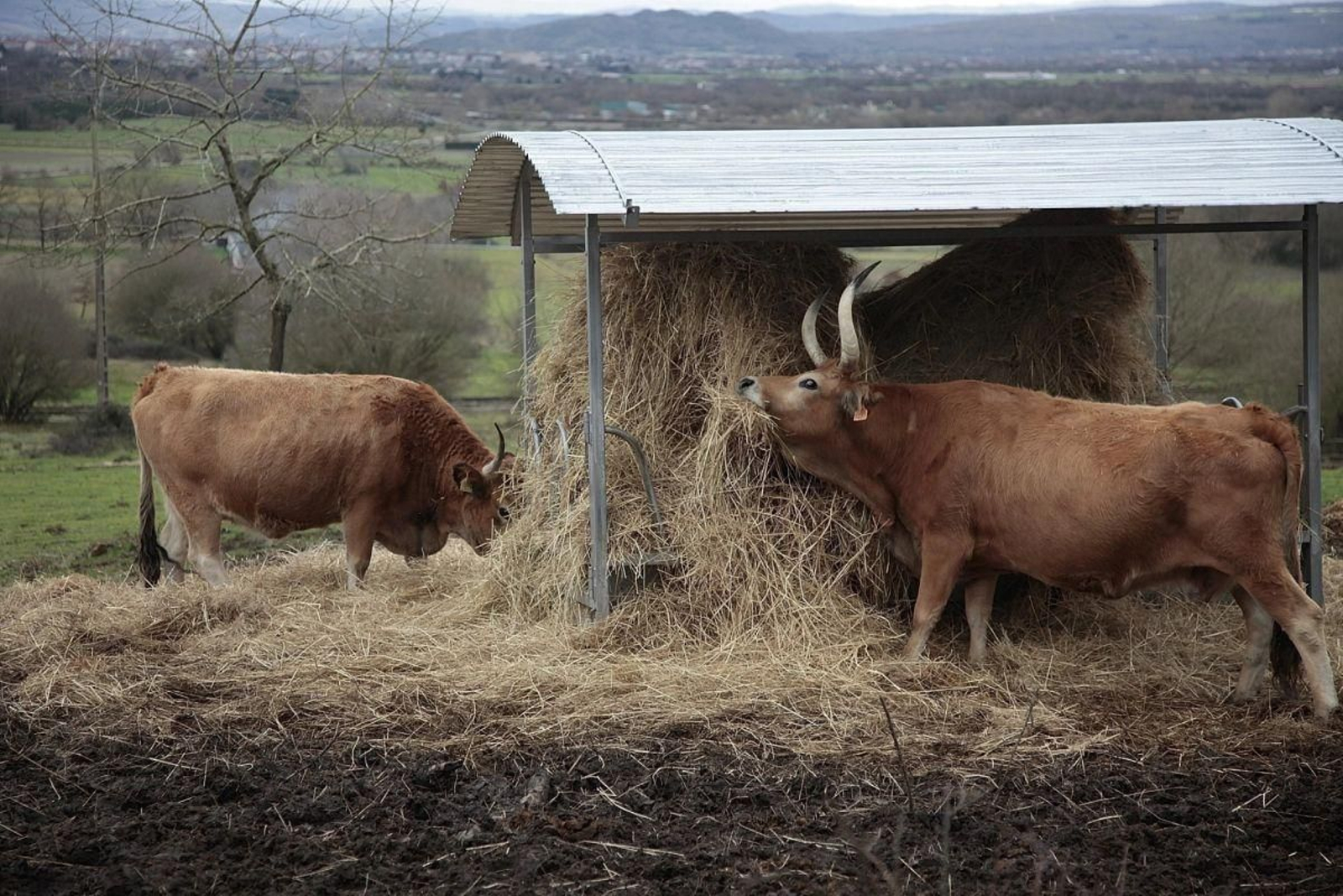 Reses de raza cachena en una granja de Ourense.