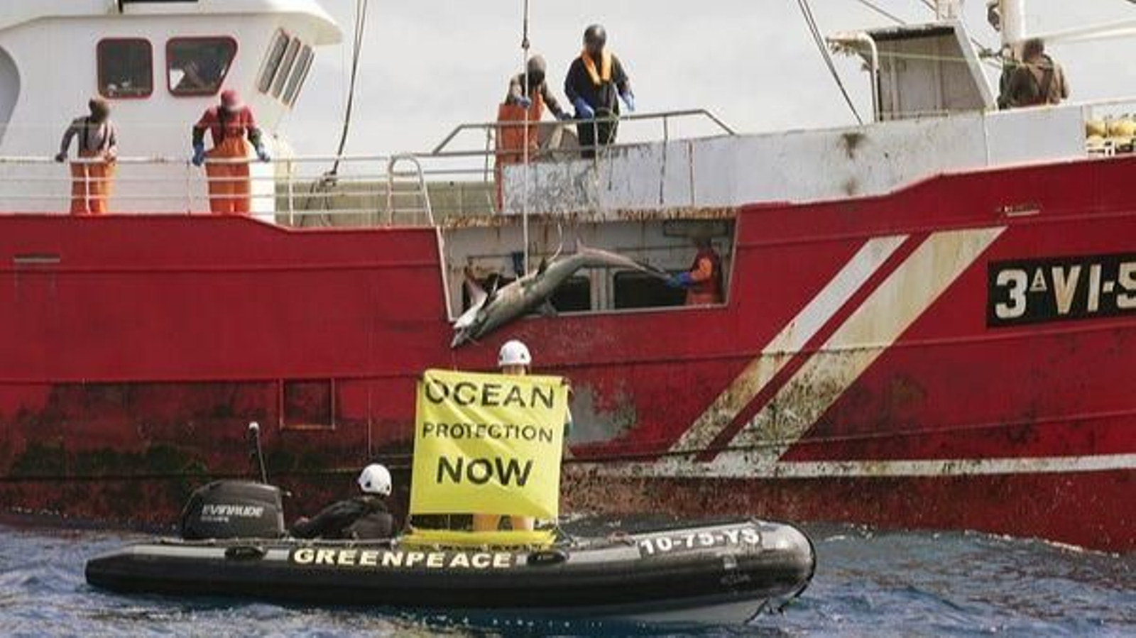 Greenpeace sorprende a un barco gallego pescando una especie de tiburón no permitida en alta mar.