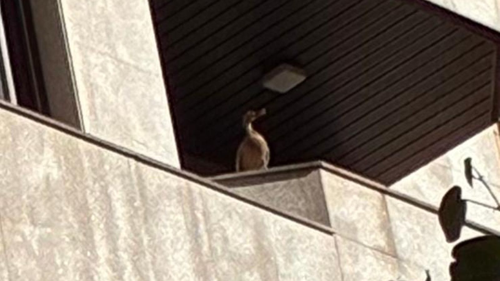 La pata en uno de los balcones