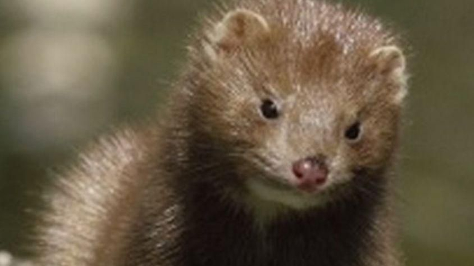 Un ejemplar de visón.