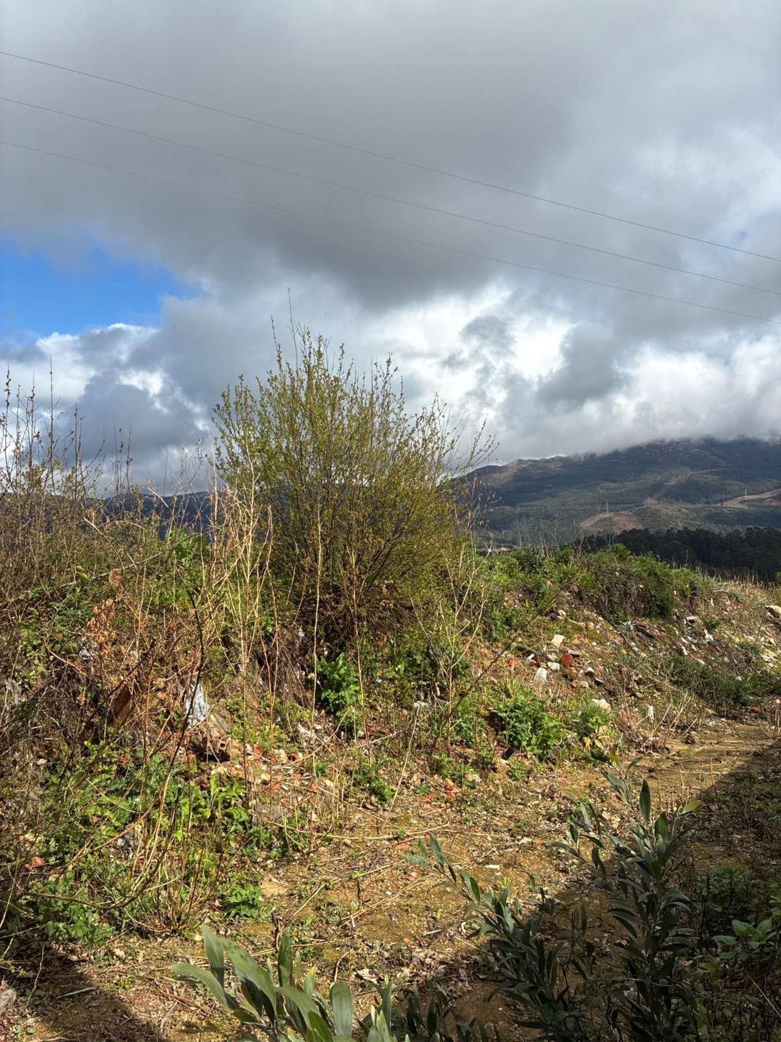 Maleza creciendo entre los residuos del vertedero ilegal, en Vilar de Infesta.