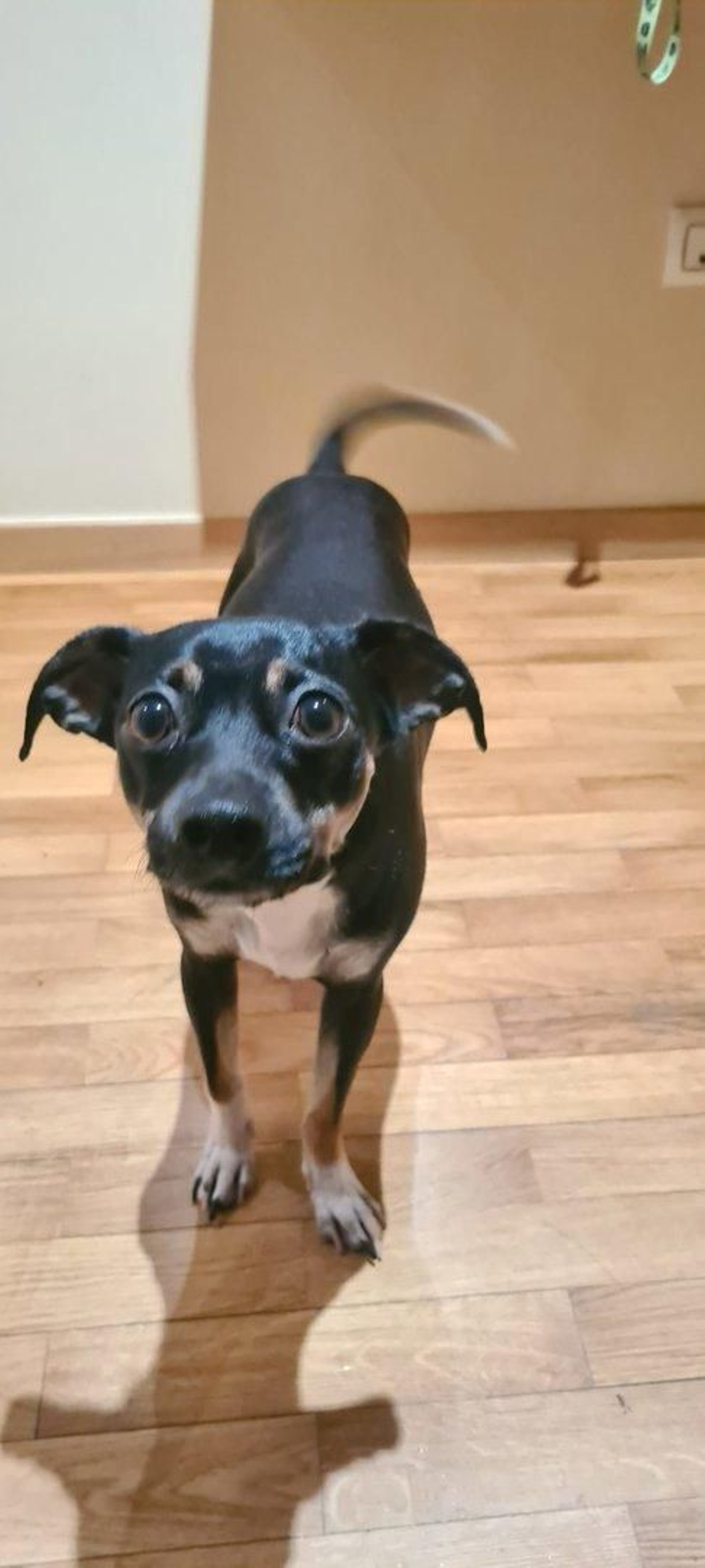 Fito, un cruce de bodeguero con pincher.