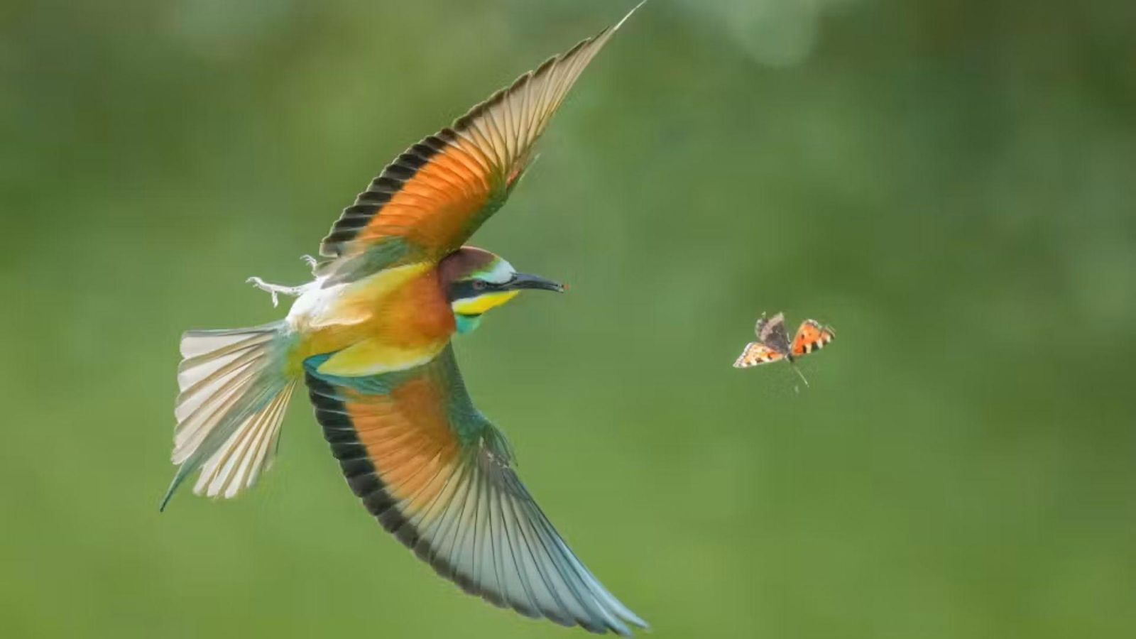 Abejaruco común cazando una mariposa en vuelo.