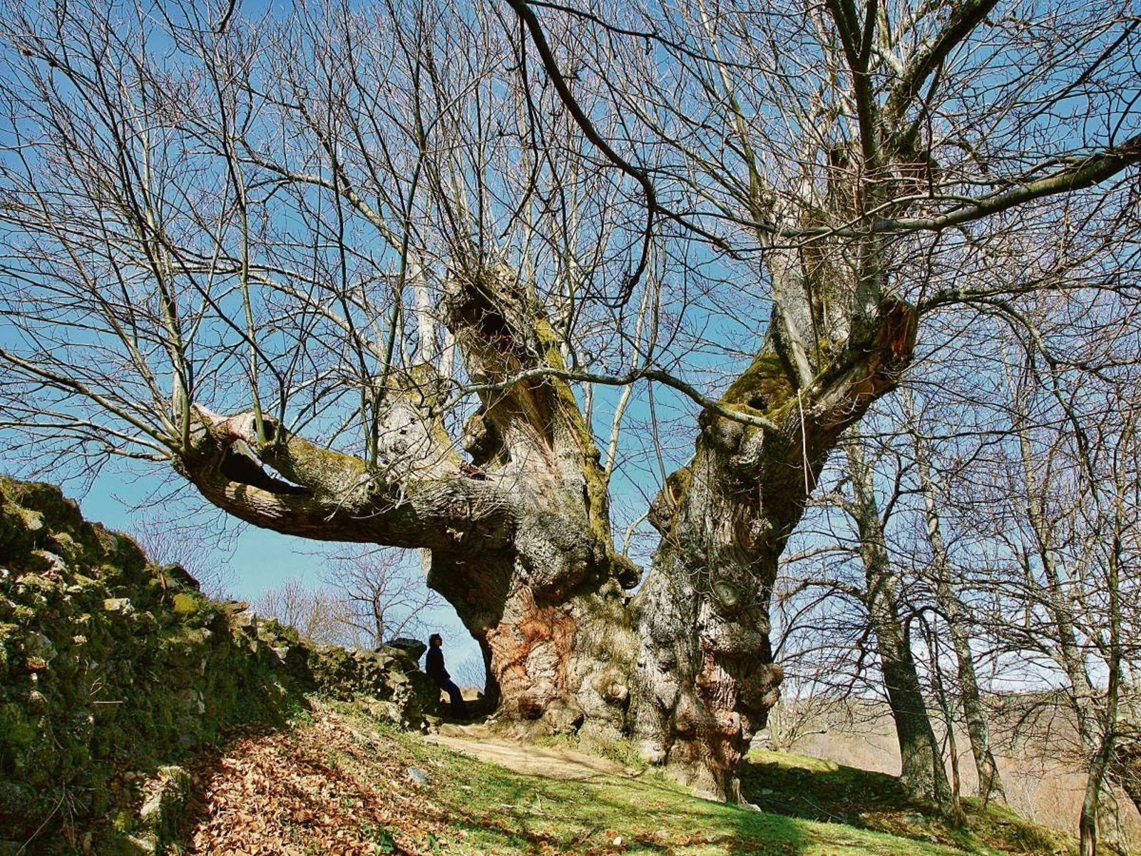 Castiñeiro de Pumbariños, Manzaneda.