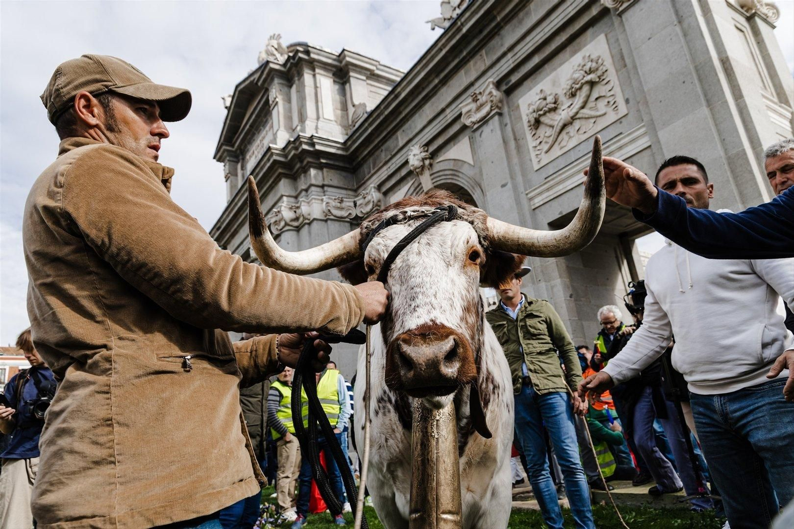 Un ganadero lleva un cabestro a la concentración de los agricultores y ganaderos frente a la Puerta de Alcalá, en Madrid, (EP).