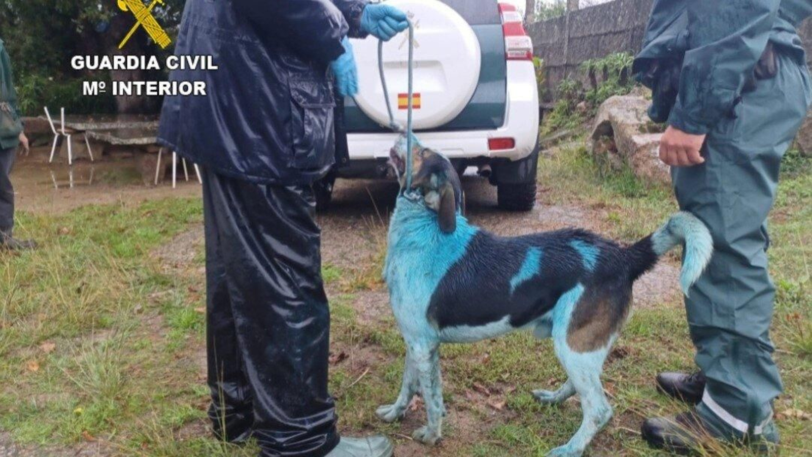 Estado en el que se encontraba uno de los perros.