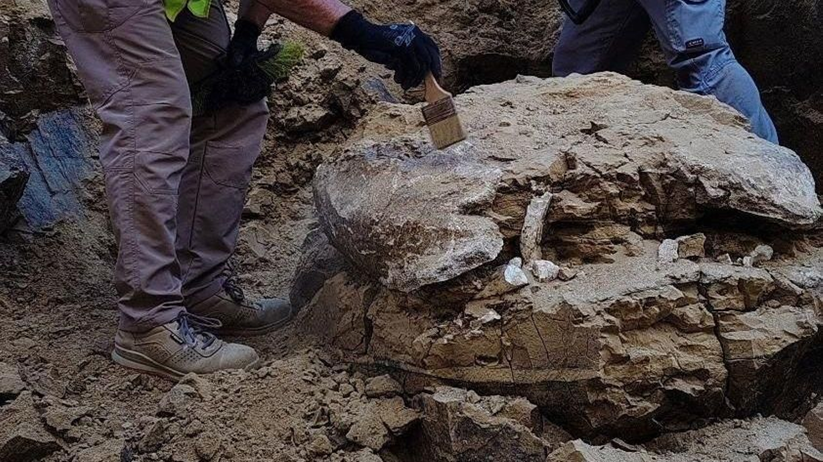 Restos de la tortuga de más de 15 millones de años, del género Titanochelon, durante las obras.