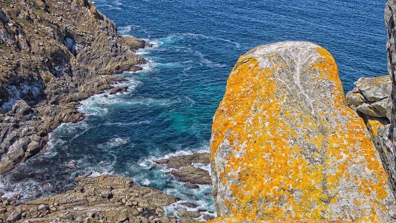 Líquenes sobre rocas en las Cíes.