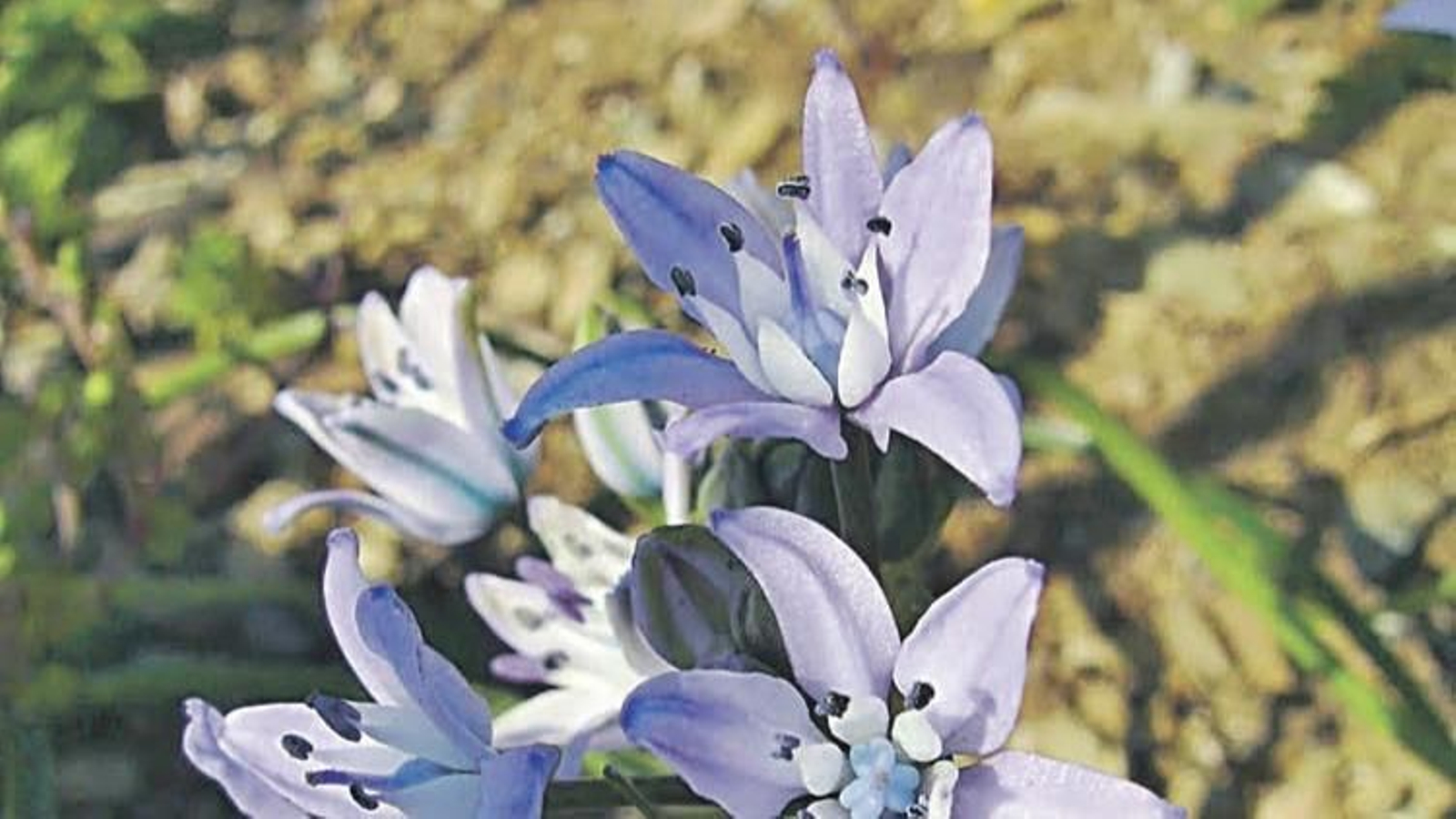 Preciosas flores estrelladas del jacinto.