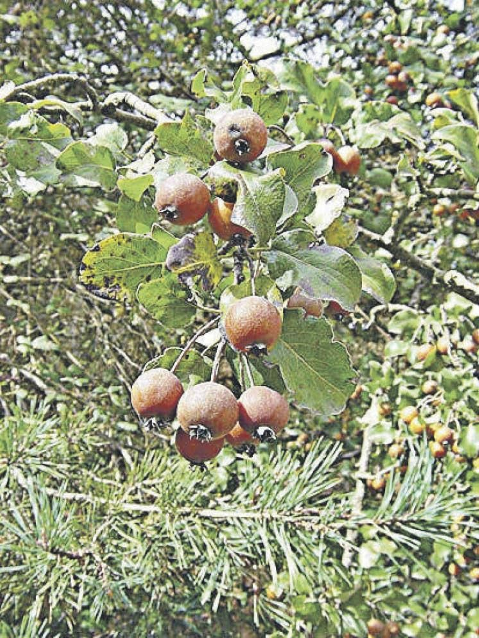 Un peral silvestre lleno de frutos.
