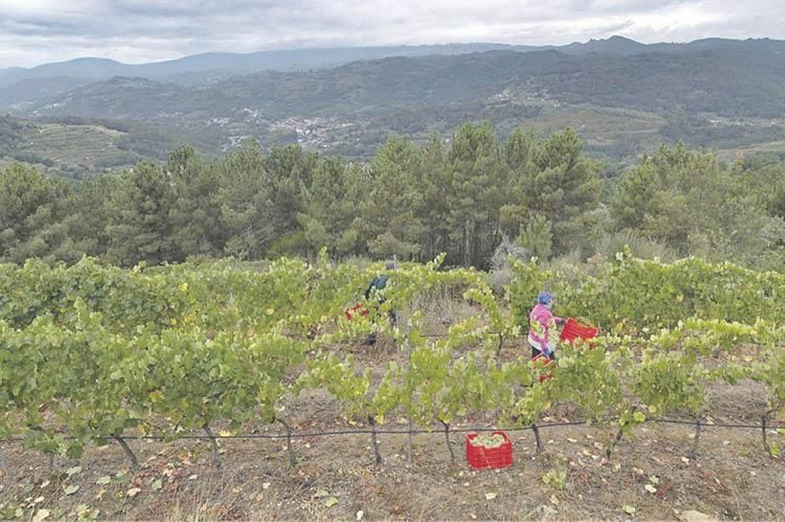 A vendima deste ano acadou unha cifra histórica con máis de 78,4 millóns de quilos de uva de excelente calidade nas cinco denominacións de orixe.