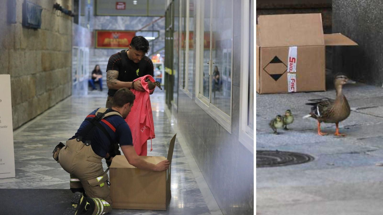 Los patos en la calle del Paseo