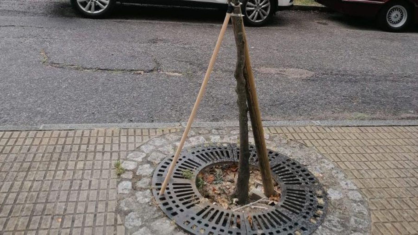 Palo de escoba sujeta un árbol.