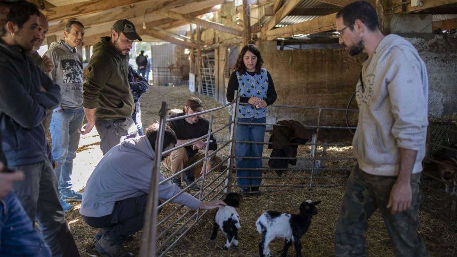 Acariciando un cabrito en el interior de la explotación.