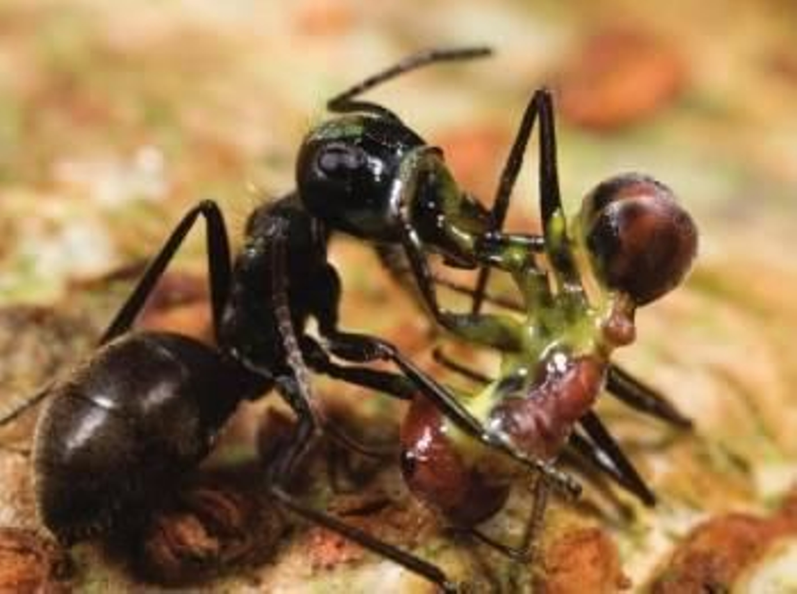 La hormiga de la derecha es una Camponotus saundersí explosionada en un ataque suicida