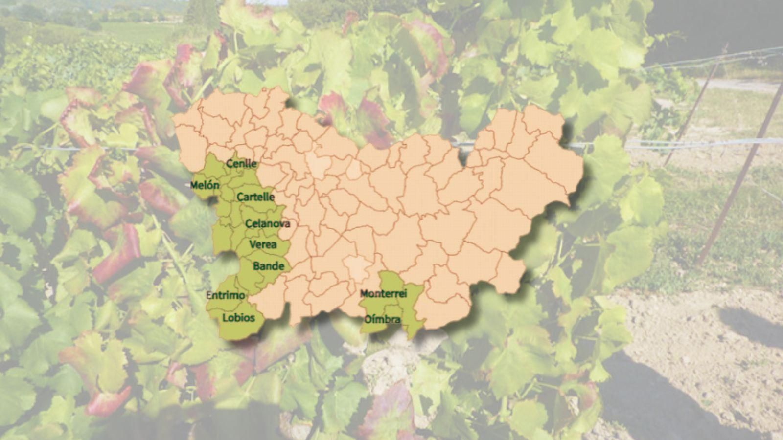 Consulta aquí el mapa completo con los concellos y parroquias afectadas por la flavescencia dorada de la vid en la provincia de Ourense.