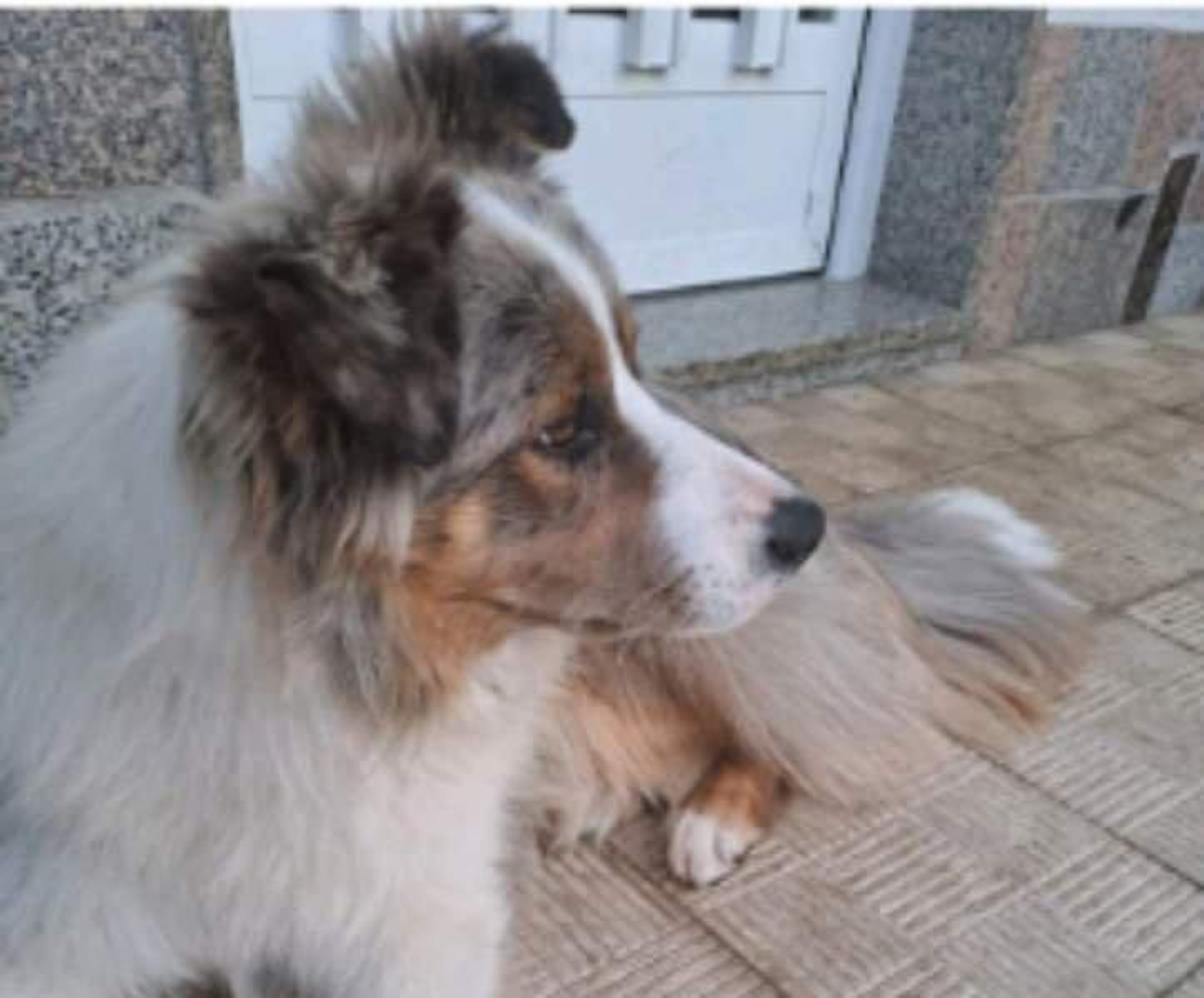 Tyron, el perro desaparecido.