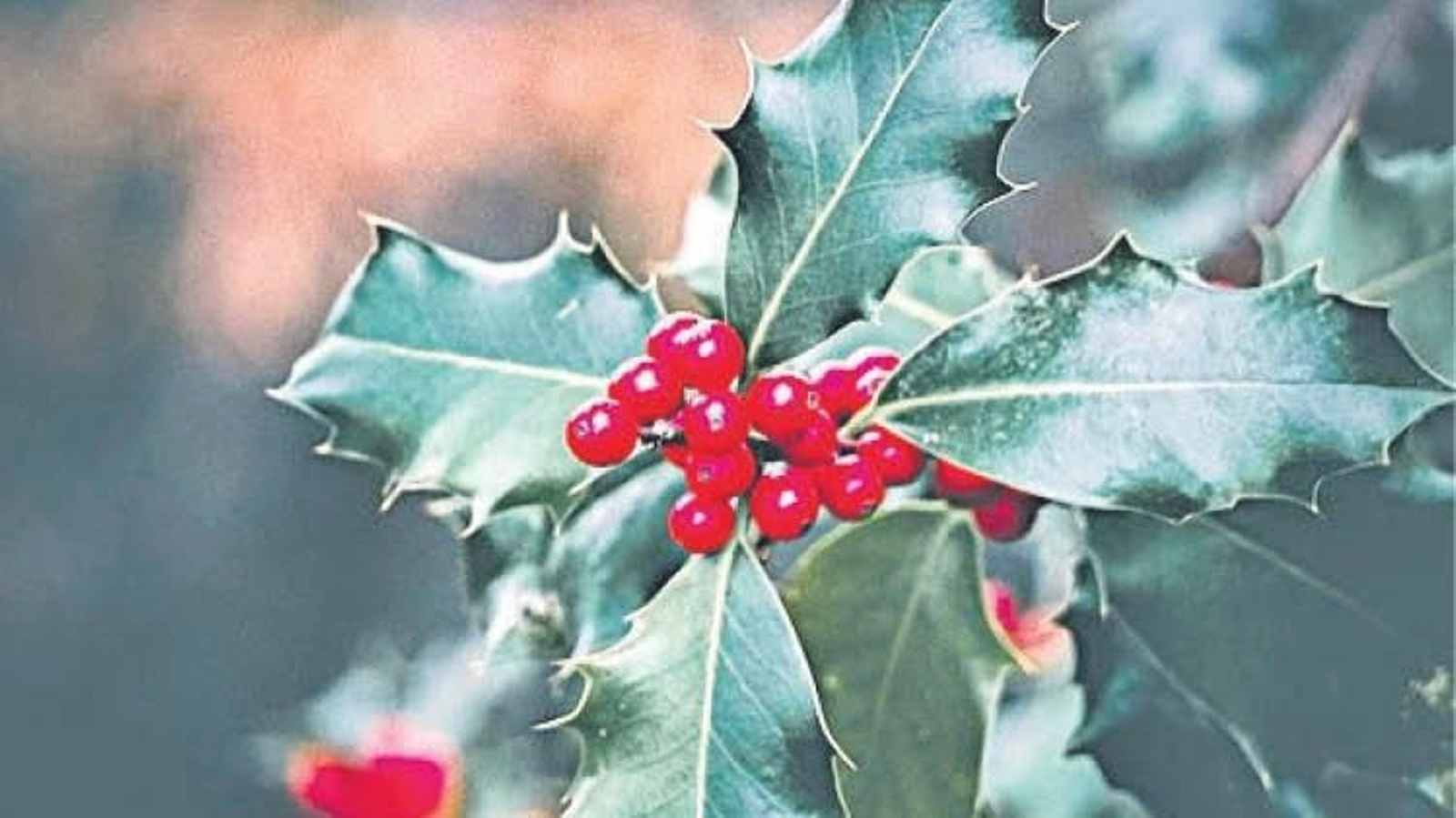 Una hoja de acebo, coronada por sus llamativos frutos.