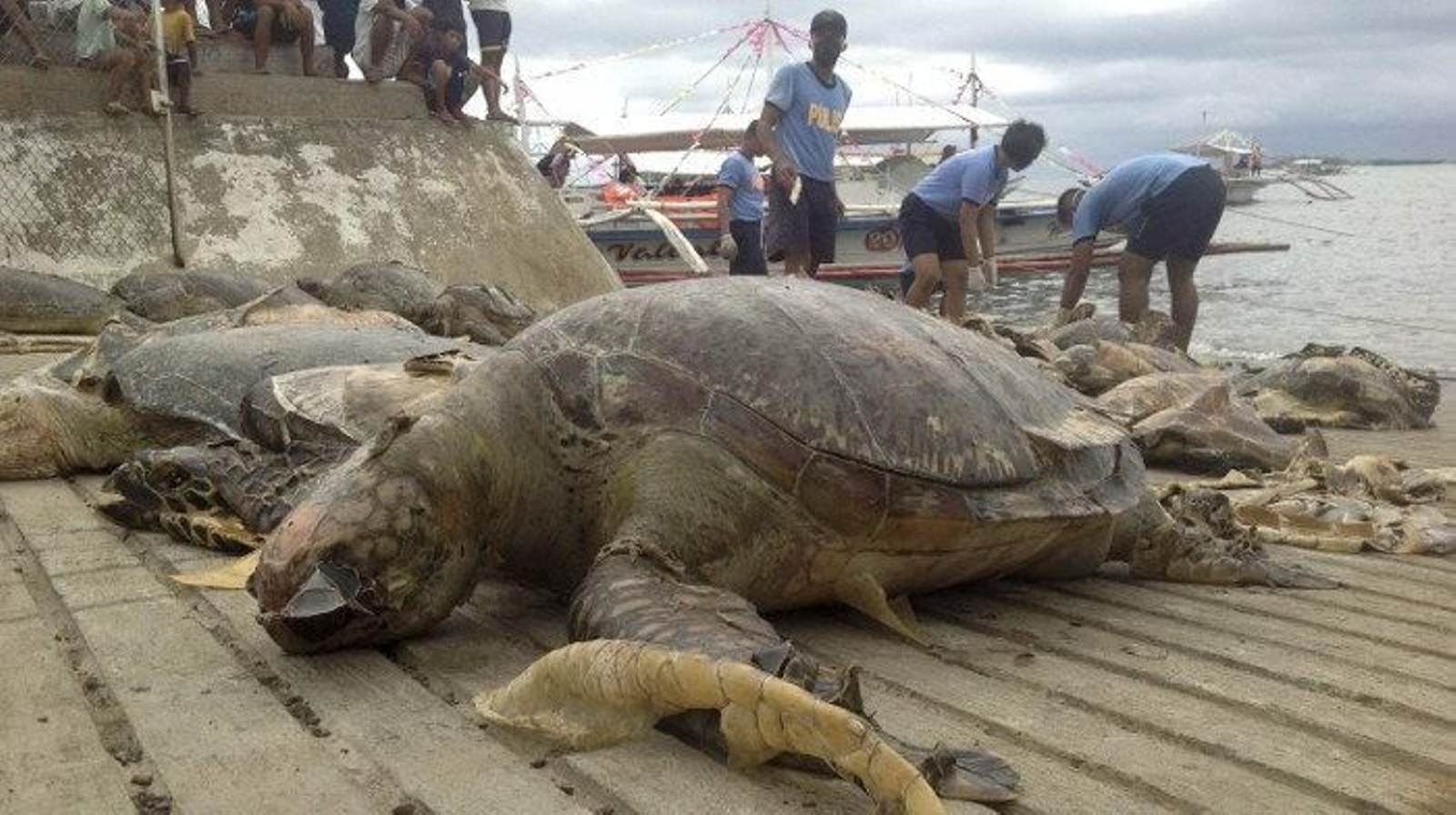 Agentes de la policía descargas los cuerpos sin vida de las tortugas (EFE)