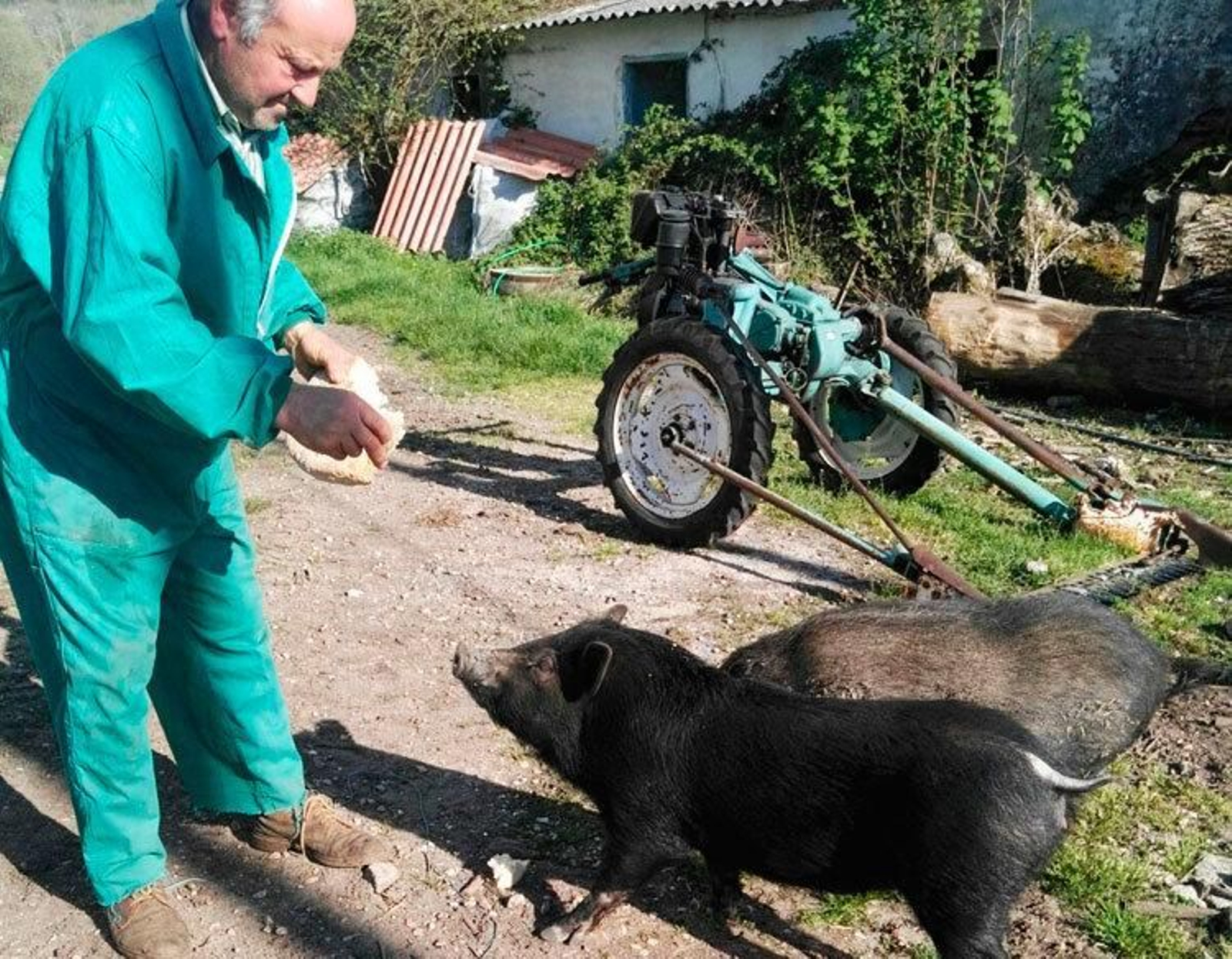 Manuel Rodríguez, dando de comer a la "porcoril" y a la cerda vietnamita en una aldea ourensana.